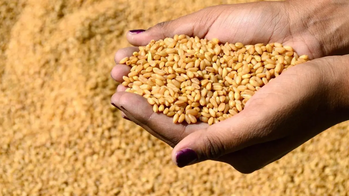 وزير تجارة زامبيا: يمكن لدول مصر والمغرب إنتاج ما يغني إفريقيا من القمح 1