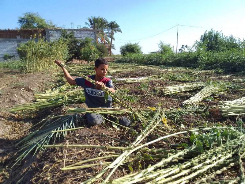 «دهب الفلاح».. حصاد محصول السمسم للمزارعين في المنيا 11