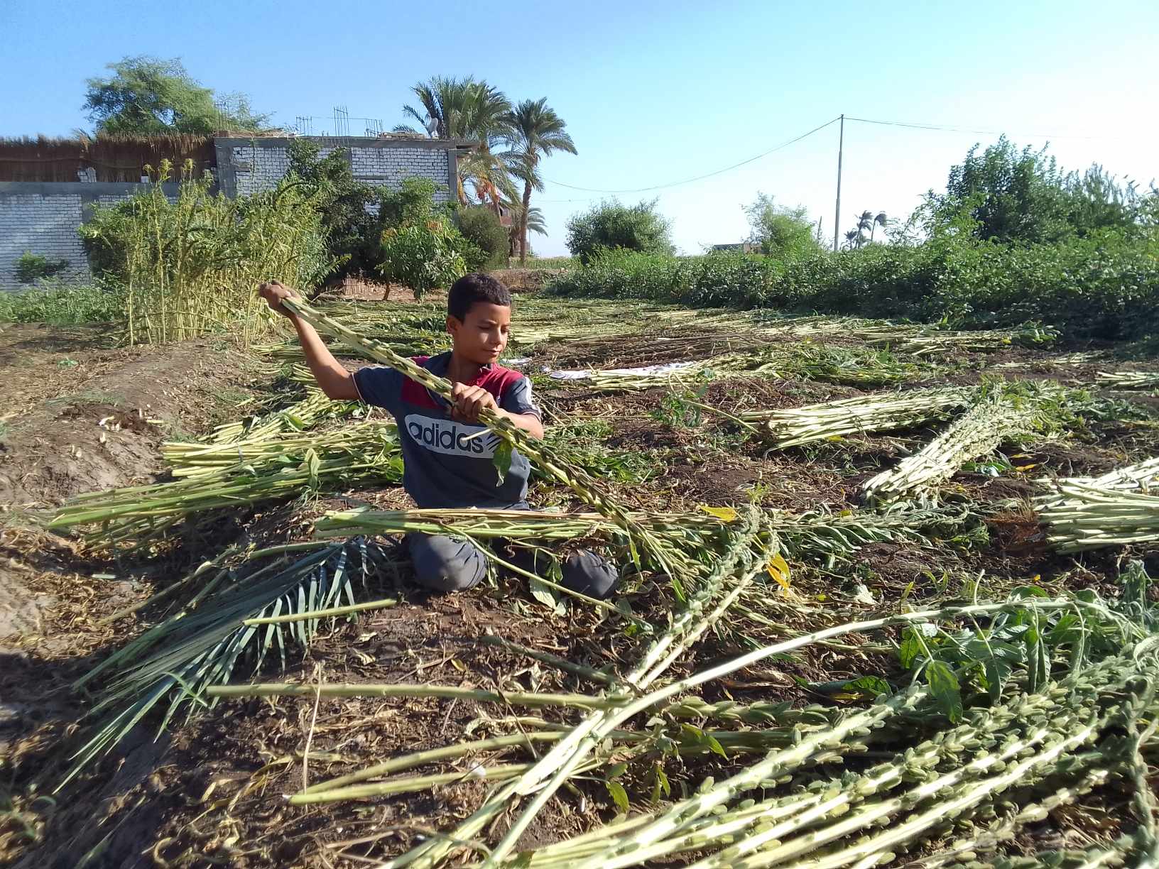 «دهب الفلاح».. حصاد محصول السمسم للمزارعين في المنيا 5