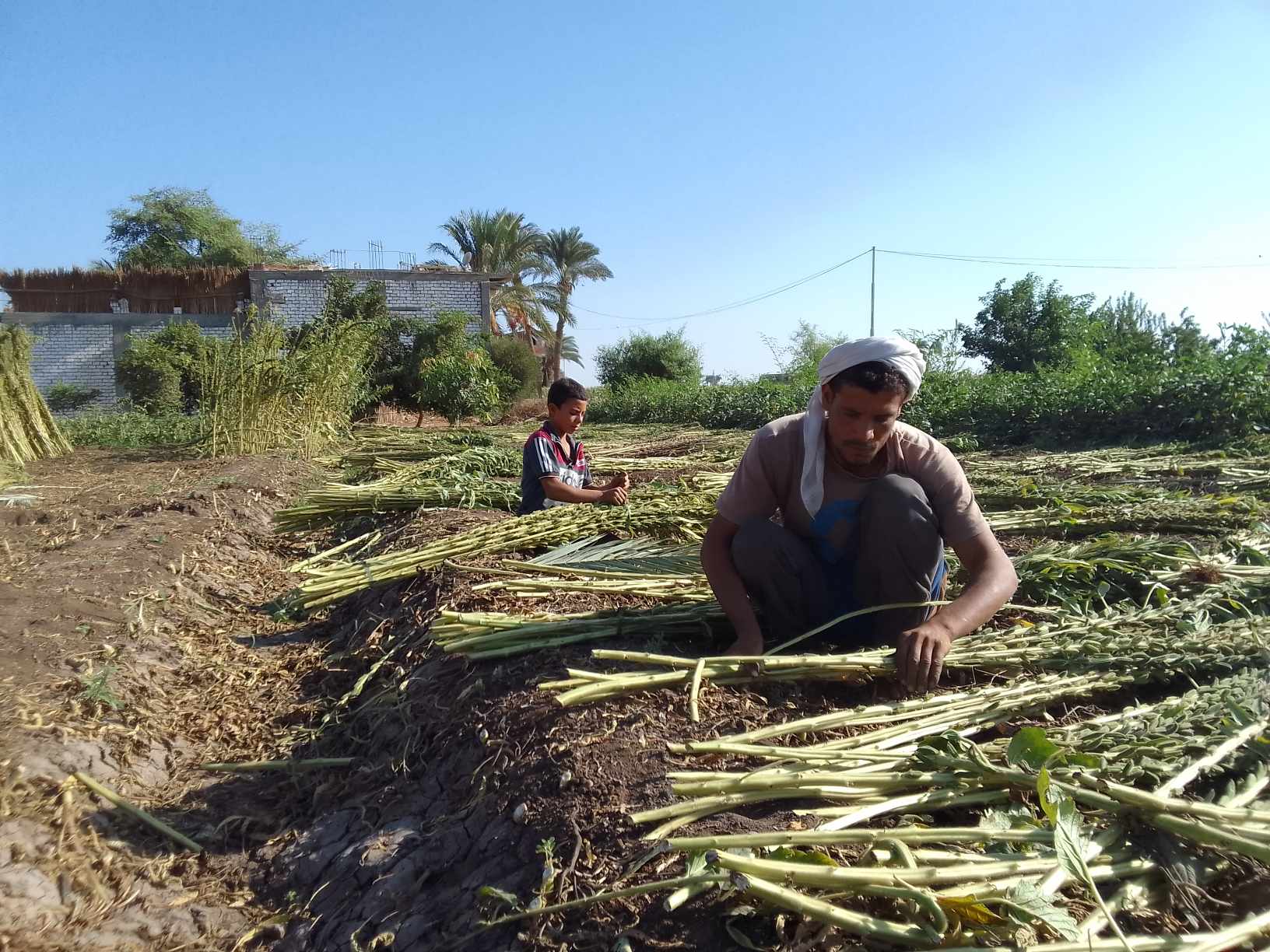 «دهب الفلاح».. حصاد محصول السمسم للمزارعين في المنيا 7
