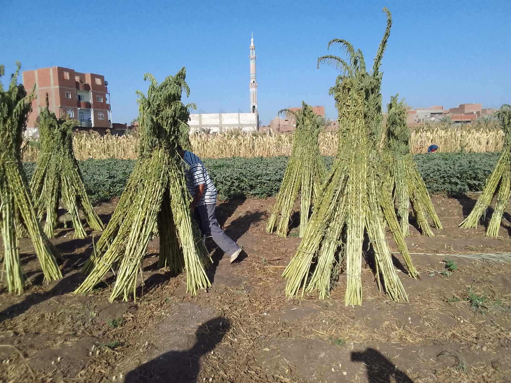 «دهب الفلاح».. حصاد محصول السمسم للمزارعين في المنيا 8