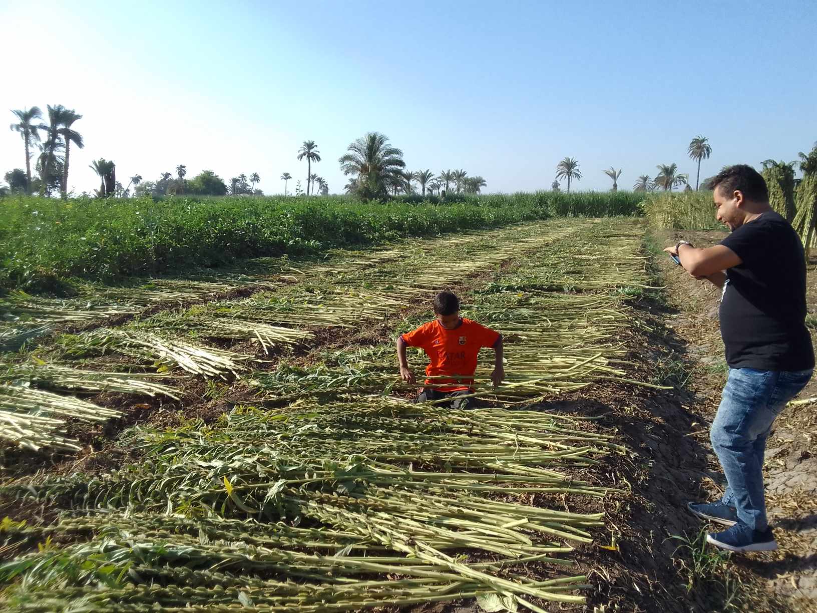 «دهب الفلاح».. حصاد محصول السمسم للمزارعين في المنيا 9