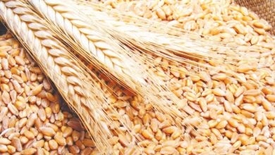الهند ترفع توقعات إنتاج محصولها الزراعي لـ332 مليون طن هذا الموسم 2