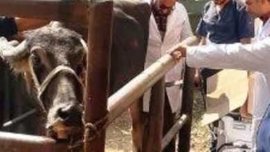 مديرية الطب البيطري بالشرقية: تنفيذ 2630 عملية تلقيح اصطناعى لتحسين سلالات الماشية 21