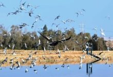 بمناسبة ذكرى تحرير سيناء.. محمية الزرانيق ممر فريد من نوعه للطيور المهاجرة والمتوطنة 69