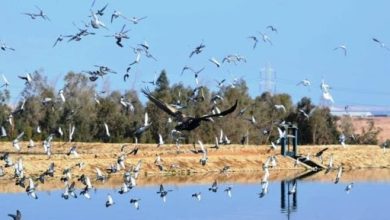 بمناسبة ذكرى تحرير سيناء.. محمية الزرانيق ممر فريد من نوعه للطيور المهاجرة والمتوطنة 30